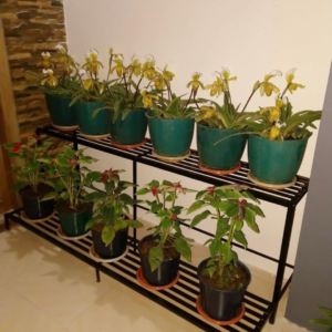 2 Tier Metal Plant Stand – Heavy Duty Flower Pot Stand